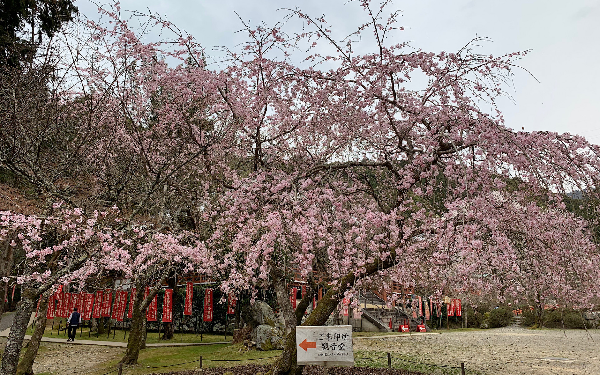 醍醐寺の枝垂桜！！